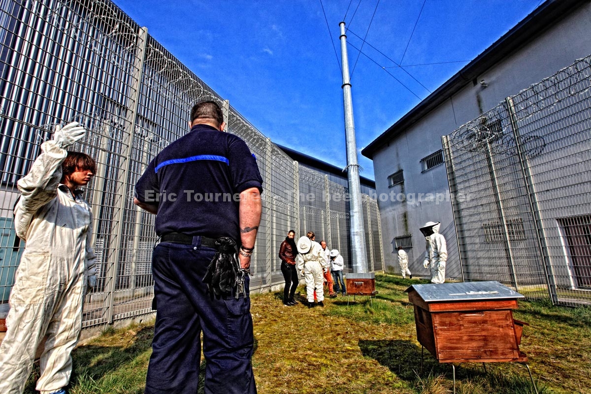 France : 100 000 abeilles en prison
